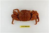 藏品(鱗形斜紋蟹)的圖片